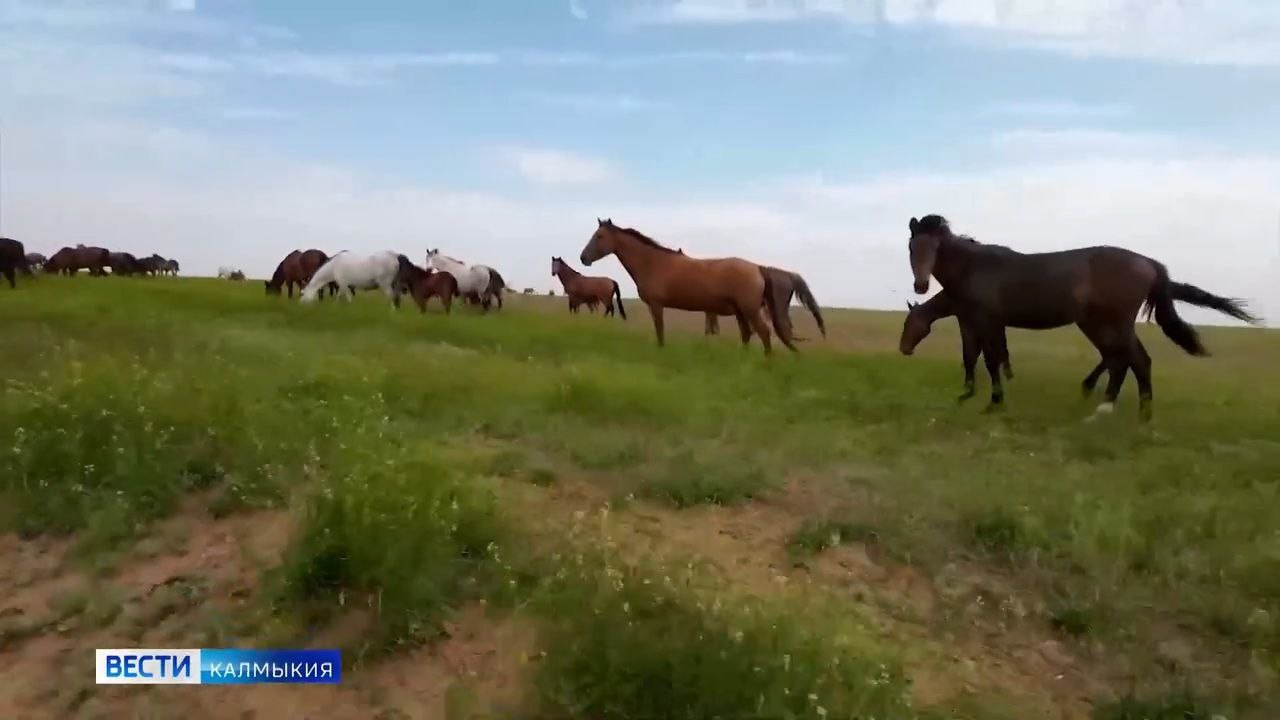 Сегодня — Всемирный день защиты животных.