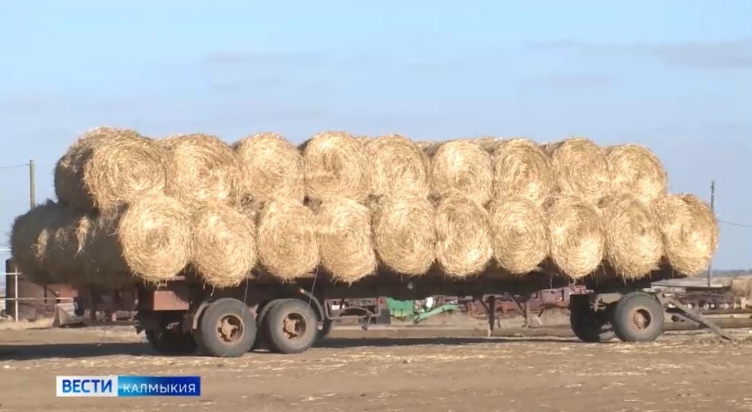 В Калмыкии обеспеченность кормами для сельхозживотных к зимнему периоду составляет 102%.