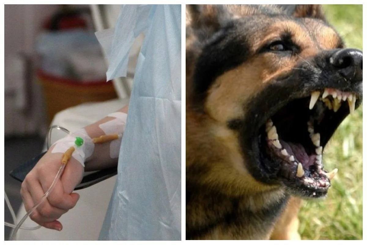 Прокуратура г. Элисты взыскала компенсацию морального вреда ребенку, пострадавшему от укуса безнадзорного животного