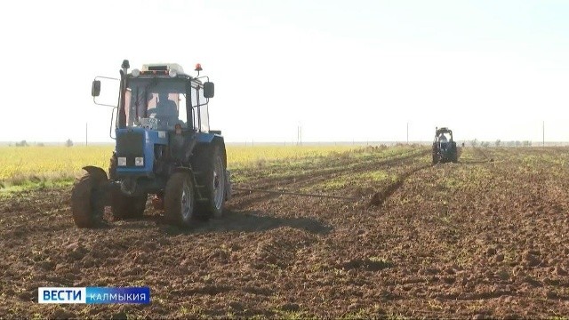 Калмыкия по итогам 2025 года впервые вошла в ТОП-5 самых активных и результативных регионов России по лесовосстановительной акции «Сохраним лес».