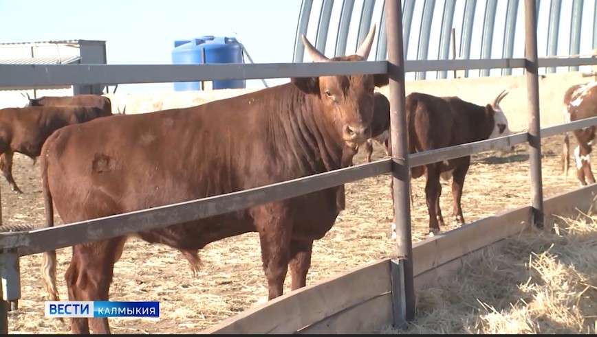 В 2026 году объём государственной поддержки начинающих фермеров Калмыкии будет повышен на 25%, до 235 млн рублей.