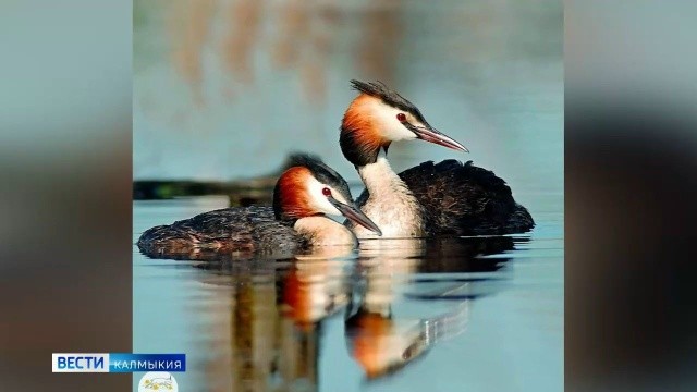 Союз охраны птиц России объявил чомгу, или большую поганку, символом Птицы года 2026.