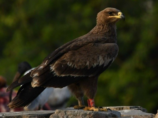 Степной орел из Калмыкии обнаружен в Индии.