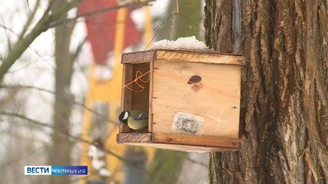 «Домик для птиц».
