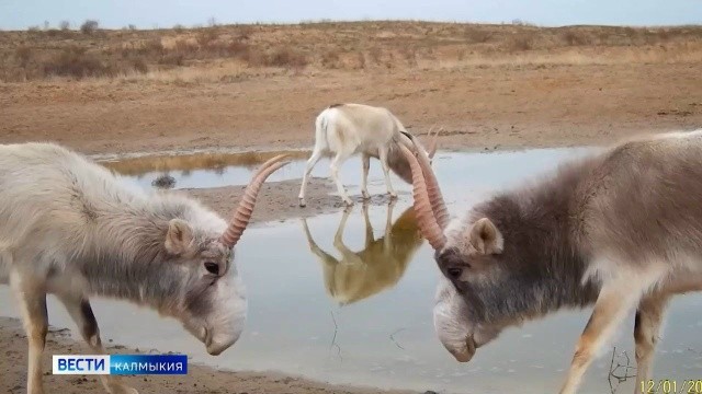Февраль в калмыцкой степи — время суровых ветров и колючих морозов.
