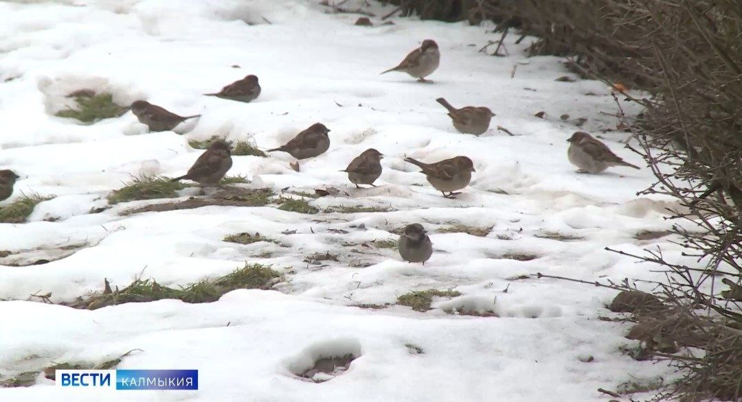 Сегодня в Калмыкии завершается всероссийская перепись воробьёв.