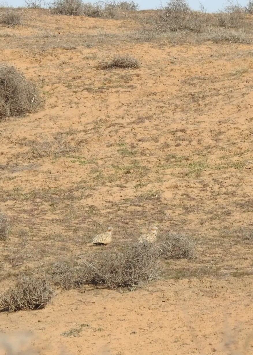 В заповеднике «Черные земли» в объектив фотоловушки попала редкая птица — чернобрюхий рябок.