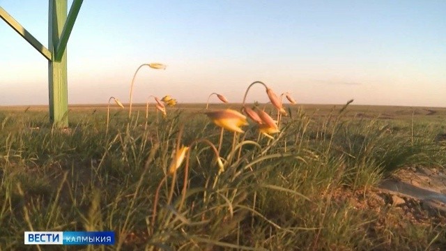 Сегодня отмечается Всемирный день дикой природы.