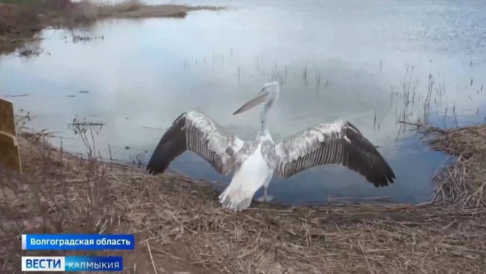 Кудрявого пеликана выпустили на волю после реабилитации в Волгоградской области.