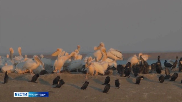 В заповеднике «Чёрные земли» в Калмыкии зафиксировали крупнейшую в России колонию краснокнижных розовых пеликанов.