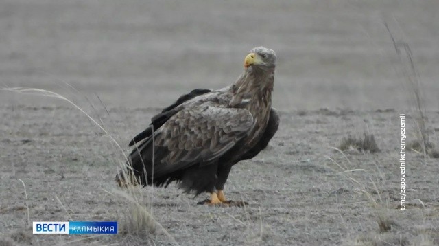 Сегодня — Международный день птиц.