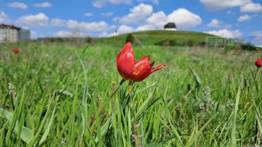 В черте города распустились тюльпаны.