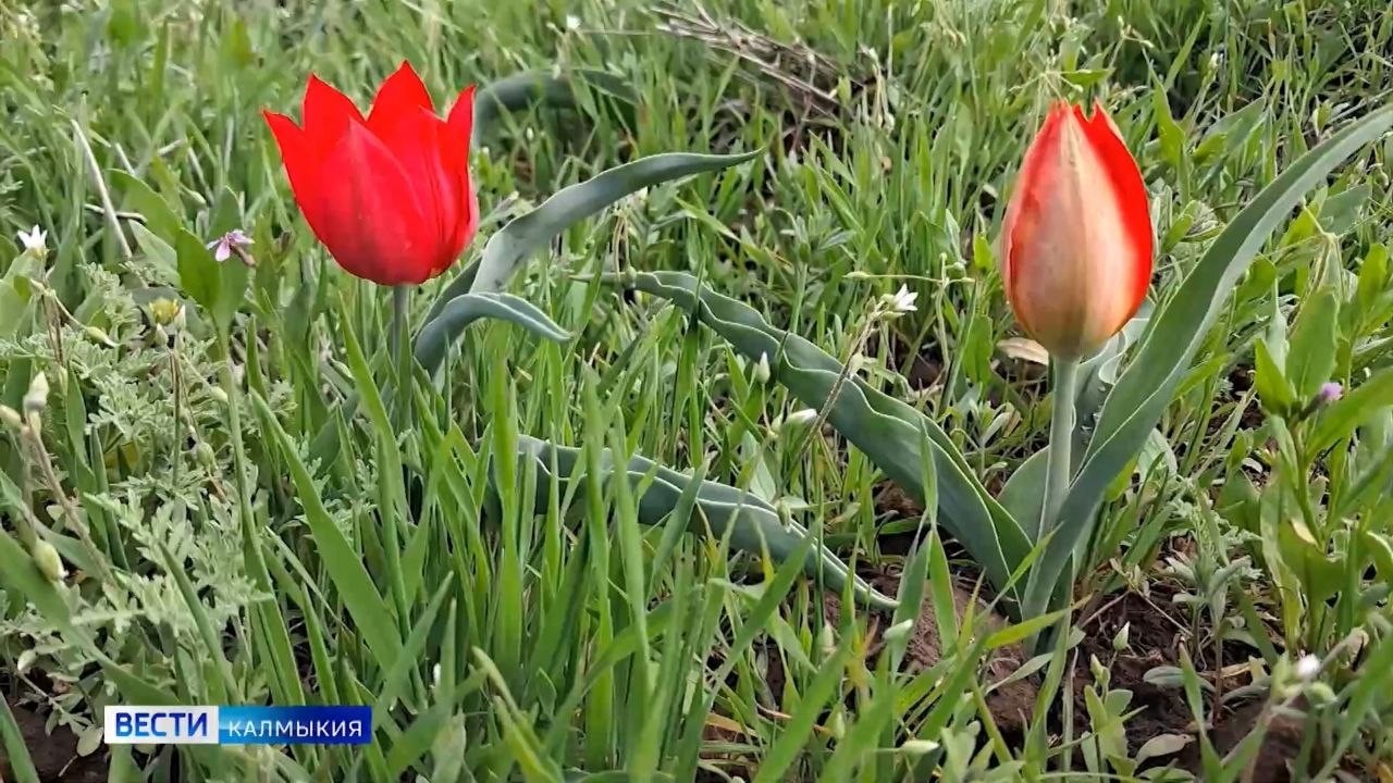 Сегодня в регионе стартует Фестиваль тюльпанов.