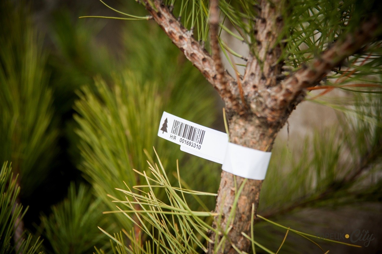 Специалистами Управления Росссельхознадзора выявлены факты ввоза хвойных деревьев без положенных сертификатов