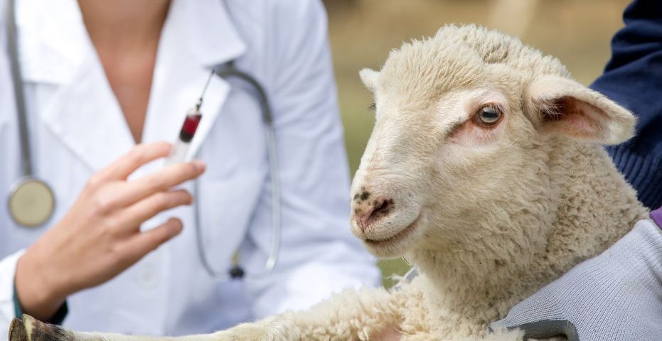 В хозяйствах Калмыкии свыше миллиона овец будут исследованы на бруцеллез