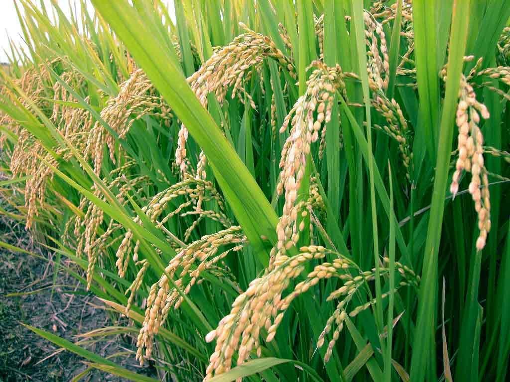 Растениеводы республики завершили уборку масличных культур и риса