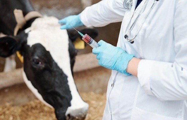 В эти дни ветеринары Юстинского района проводят вакцинацию крупного рогатого скота против эмкар