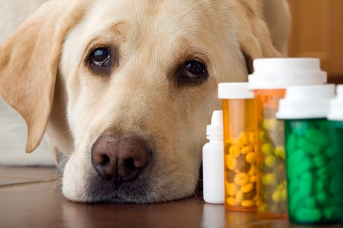 Новые правила для ветеринарных аптек
